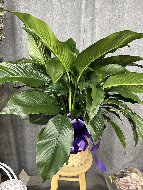 8&quot;inch Peace Lily