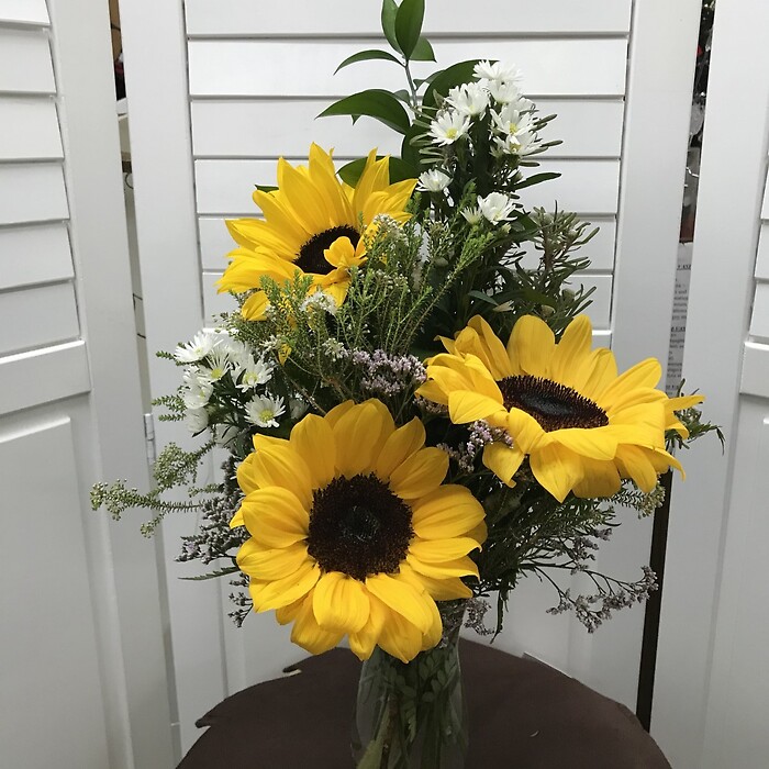 Three Amigos of sunflowers