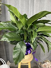8\"inch Peace Lily