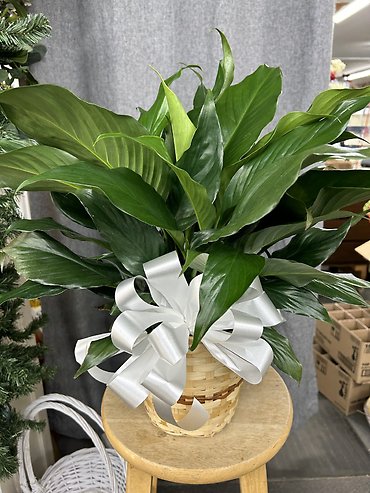 6\" Peace Lily